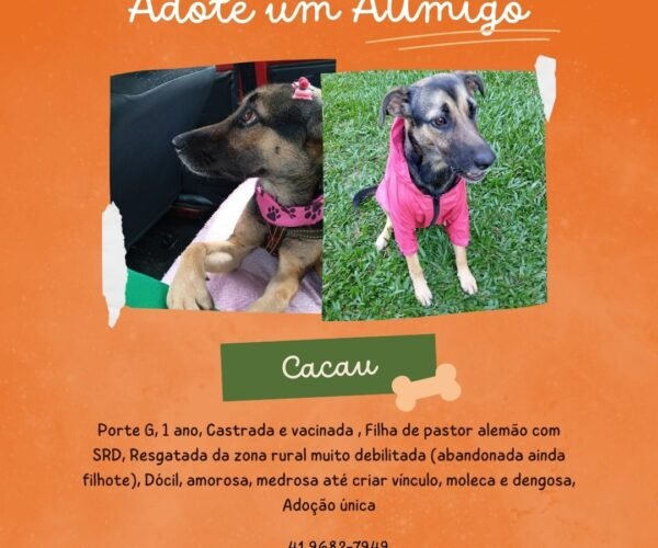 cacau